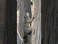 野生のりす発見、可愛い #リス