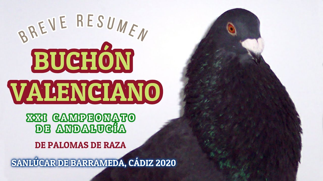 Buchón Valenciano Campeonato Andalucía 2020