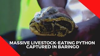 Massive livestock eating python captured in Baringo