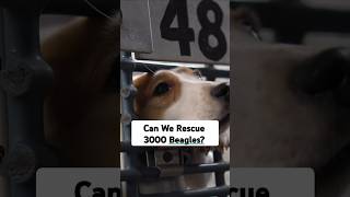 Can We Rescue 3000 Beagles?