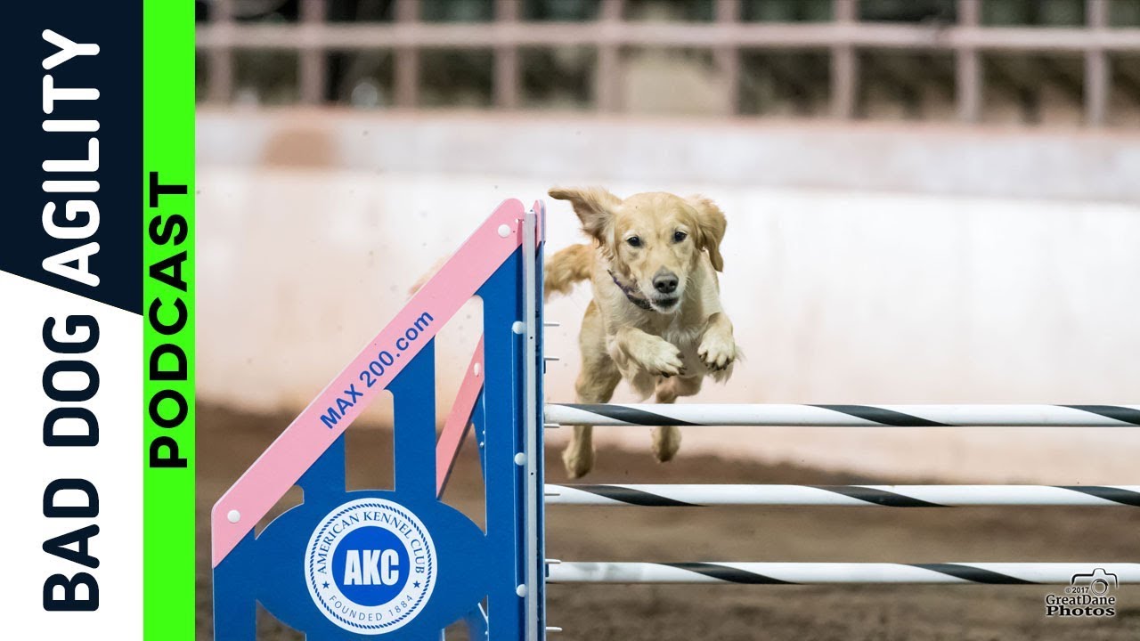 171: Obstacle Focus vs Handler Focus in Dog Agility