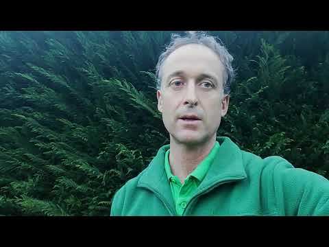 Video: Come si piantano le siepi di cipresso di Leyland?
