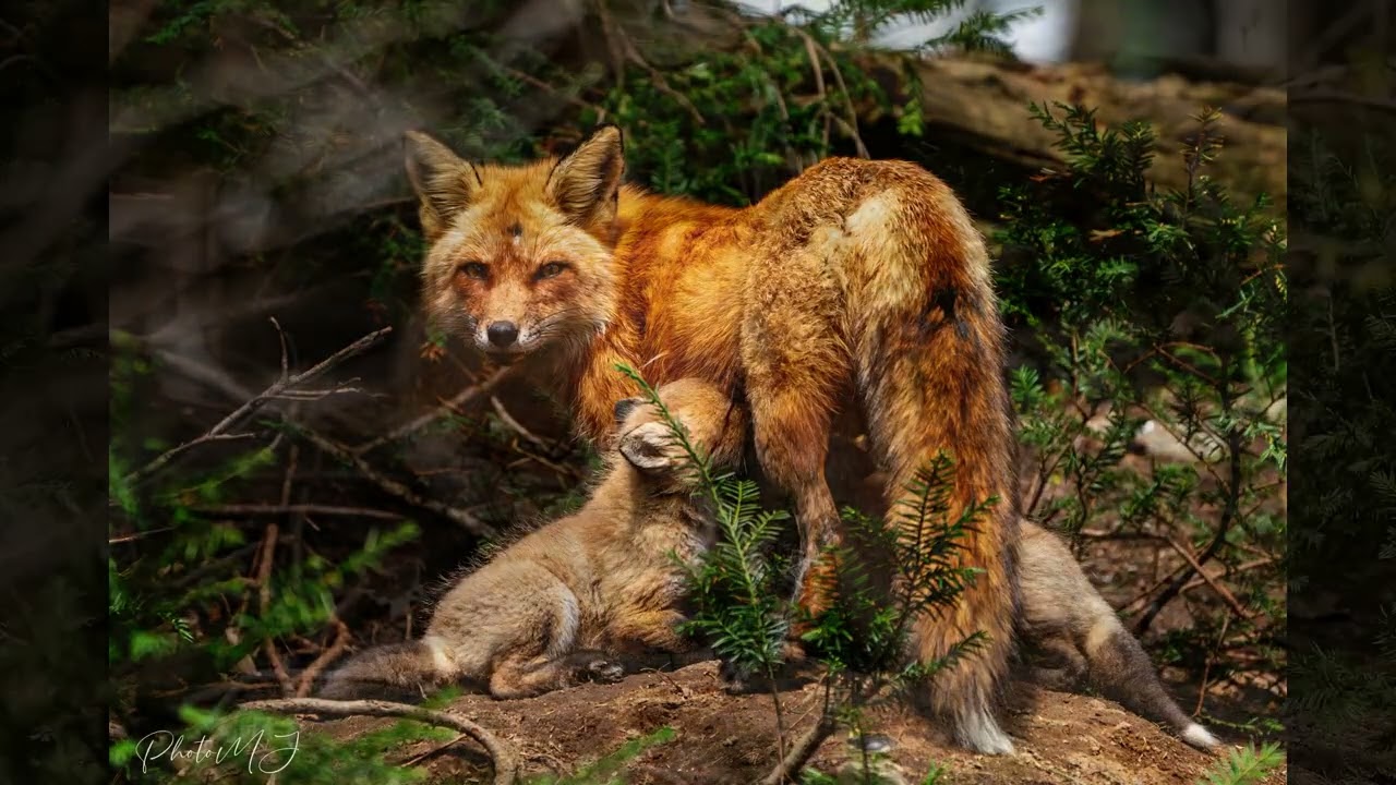 Les joyeux explorateurs font des rencontres au parc!