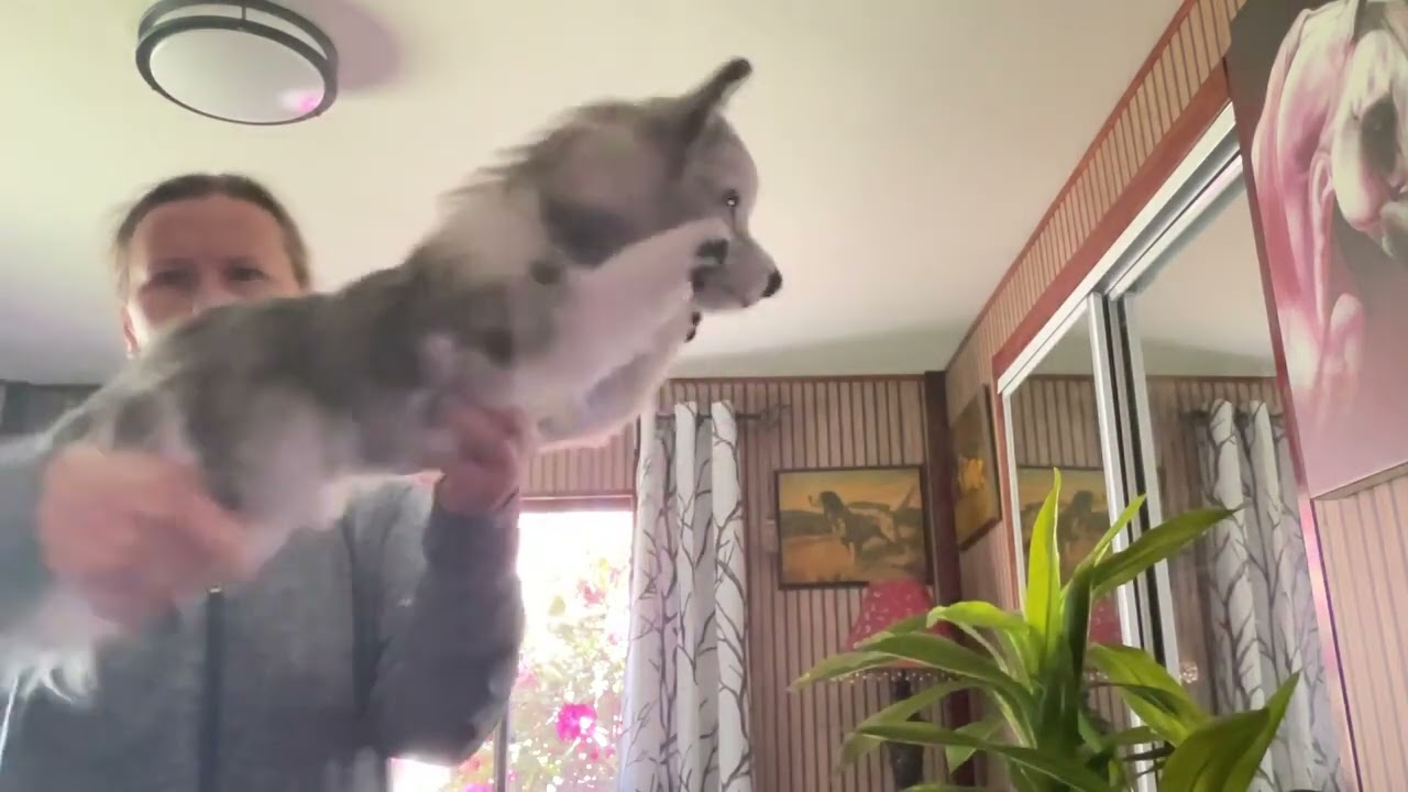 Realistic toy Siberian Husky made from fake  fur