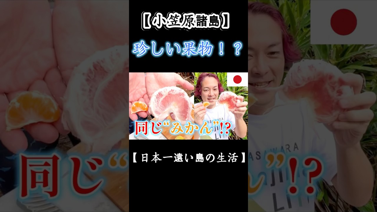 え、これミカン!?🍊 #世界一でかいミカン #文旦 #母島