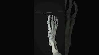 Pronation/Supination of the foot