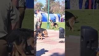 They seem to have forgotten they’re on duty #pet #dog #k9 #cops  #dogtraining