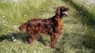 Thendara Capriati by thendara show dogs 694 views 11 years ago 1 minute, 29 seconds