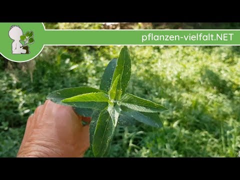 Video: Kann man Mentha longifolia essen?