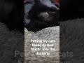 funny cat video #cat #funny #funnycatsvideos #catfunny #viralcat #catviral #humourous