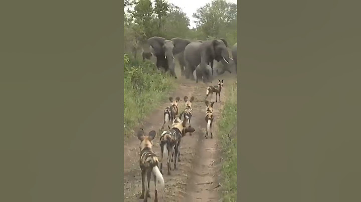 Wild dogs surrounded the herd of elephants, #wilddogs #elephant #dog #animals #iac🦣😱😱
