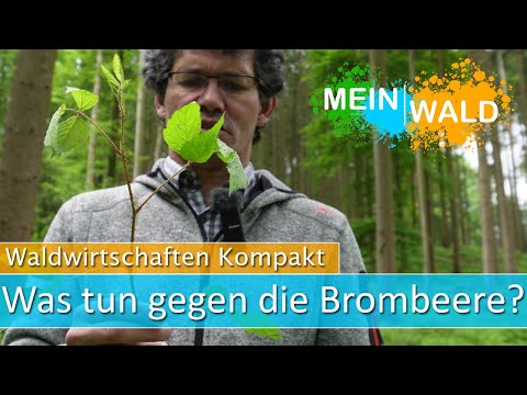 Video: Wo wachsen Brombeeren auf der Welt?