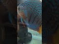 ikan discus cantik 02
