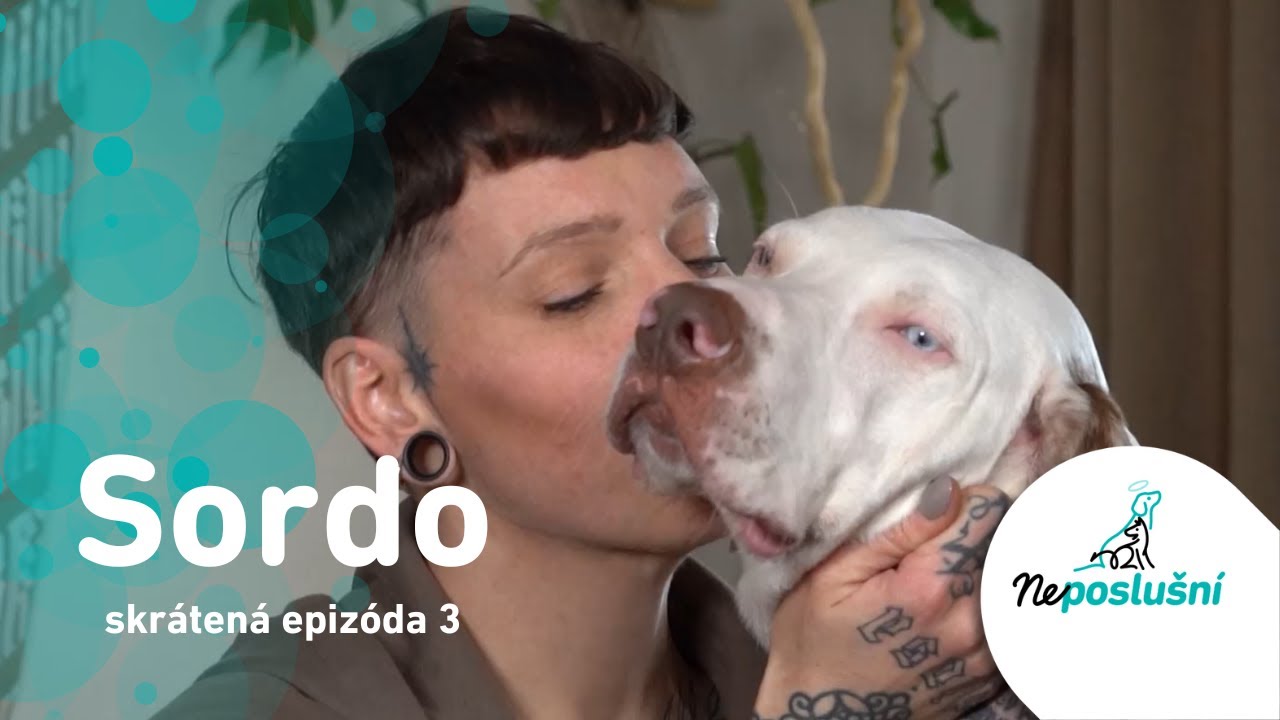 NEPOSLUŠNÍ (SKRÁTENÉ ČASTI): Sordo, nepočujúci pes, ktorý rozumie posunkovej reči