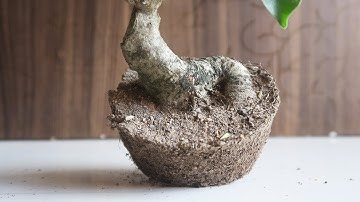 Mame Bonsai: Making a Mame Bonsai | Ficus Retusa Bonsai | Bonsai ideas