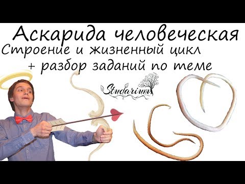Аскарида. Строение и жизненный цикл аскариды. Примеры решения заданий