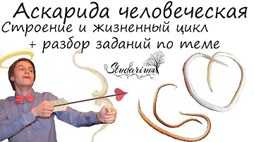 Аскарида. Строение и жизненный цикл аскариды. Примеры решения заданий