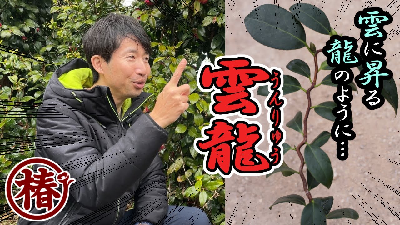 椿園オンラインショップ / 雲龍・うんりゅう｜5号（15cm）鉢植え｜挿木苗