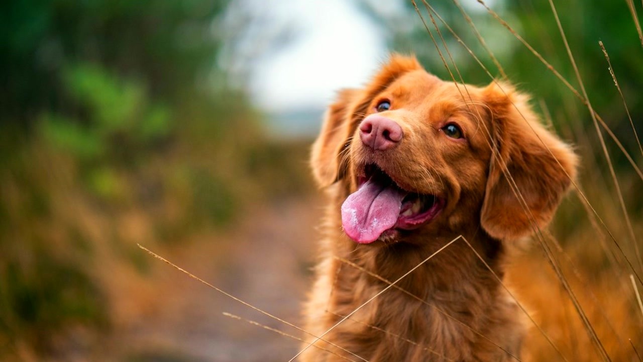 Modern Pet Care Involves New Technologies