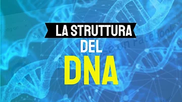Dove si trovano e come sono fatte le molecole del DNA?