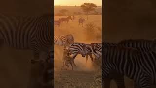 Fierce Protector Rushes To Her Youngs Aid