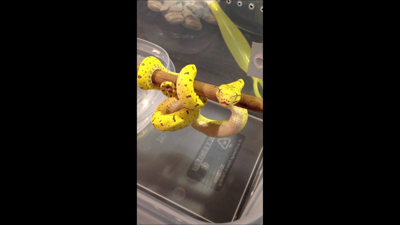 Green Tree Python (Morelia Viridis) Feeding - Part 4 -