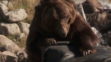 *Live* Bear Proof Trash Can Test