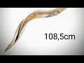 Toque de shofar de 1,085mt