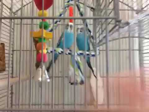the budgies now go on my fingers! Budgie care #3