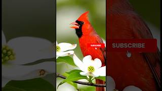 Spring Garden Birds | Relaxing Bird Songs &amp; Nature Sounds 8K