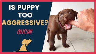 Is Your Puppy Biting Aggressively MustHave Tips