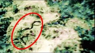 BIGGEST Snake EVER (195 Ft.) Analyzed & Confirmed Wild Nature