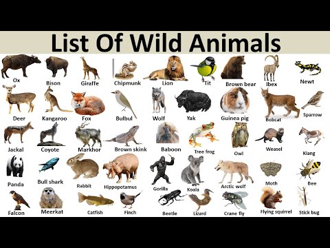 Wild animals wordwall