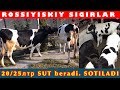 Suti kop SIGIRLAR🐄 va BO’G’OZ SIGIRLAR 🐄 SOTILADI💵