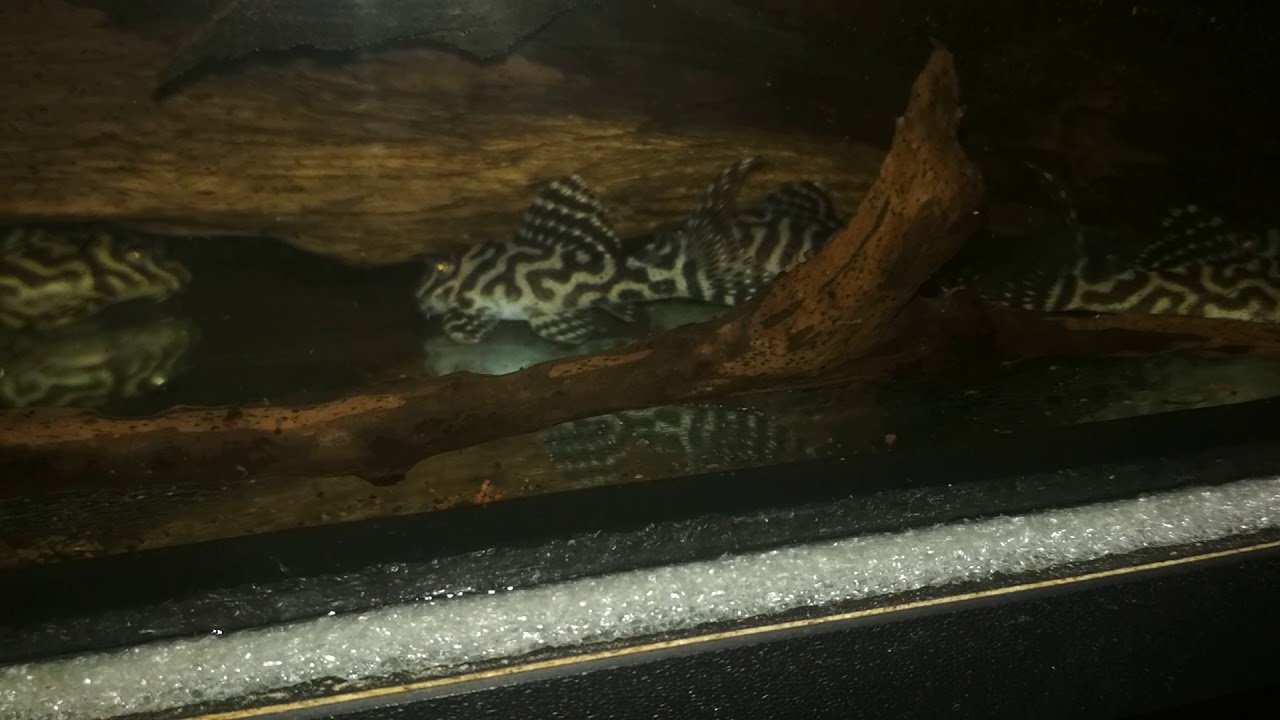 L-welse pleco L066 f2
