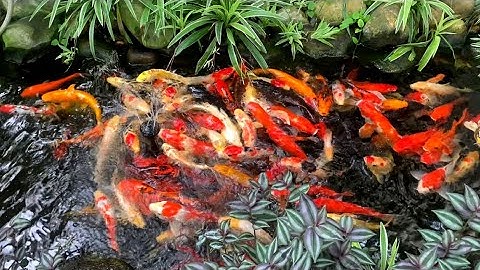 Âm Thanh Nước Từ Vòi Phun Và Suối Cá Koi Nhân Tạo Nhiều Màu Sắc