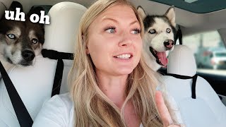 Surprising the dogs with a road trip.. Almost gets us stranded!! by The Husky Fam 38,025 views 1 year ago 7 minutes, 24 seconds