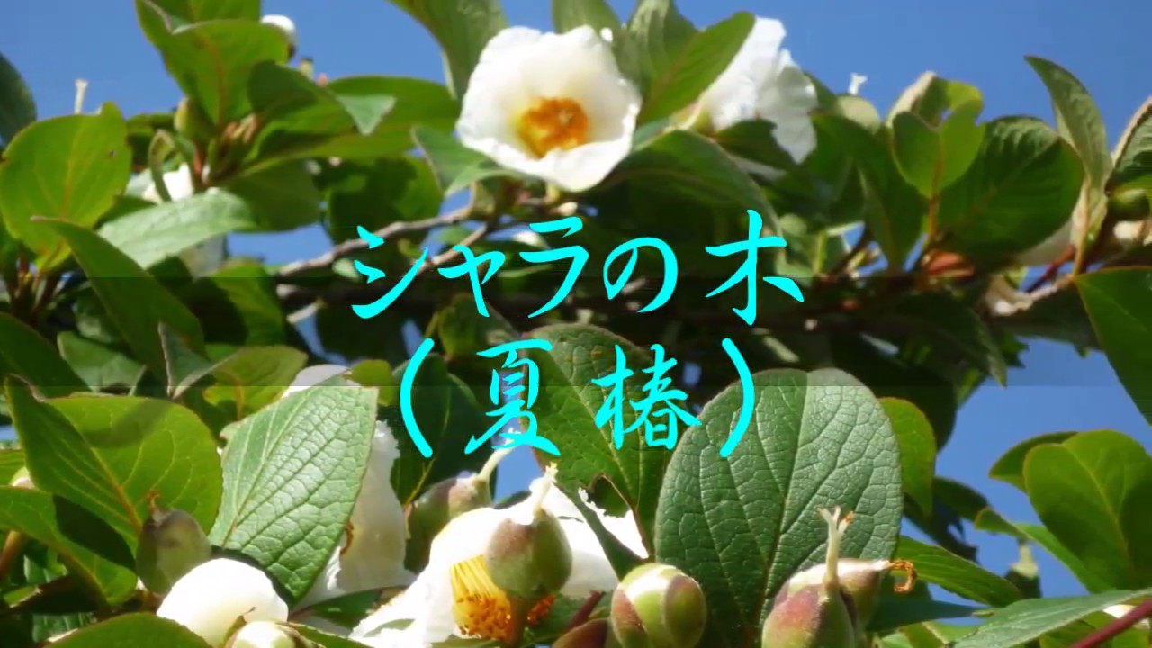 シャラの木（夏椿）2018 - YouTube