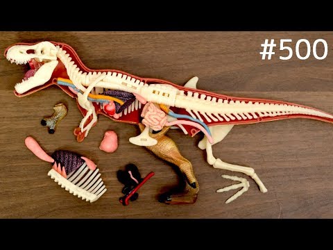 恐竜を解体して何食べる？T-Rex & Stegosaurus Anatomy Model. Dinosaur puzzle