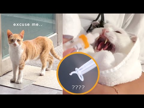 모네 눈에 벌레가..🪱🚨 캣초딩 녀석들의 등장 🐈🐈‍⬛ 인간 캣닢 일상 브이로그 vlog
