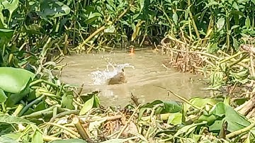 Câu cá điểm câu lý tưởng lên rô phi cá dảnh thấy mê luôn Cả nhà ơi