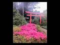 👉 Japanischer Garten Karlsruhe 🌸 Frühling in Pink | Azaleen Blüte