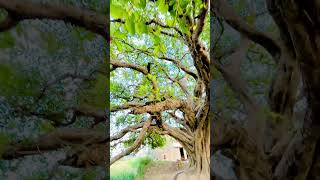 This 100-Year-Old Tree Will Calm Your Mind | 4K Nature Relaxing #nature #shorts