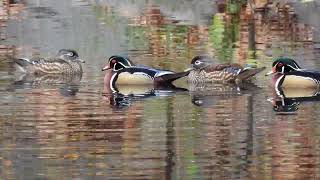 Birdwatching: Wood Ducks! by quote_nature 237 views 5 months ago 1 minute, 52 seconds