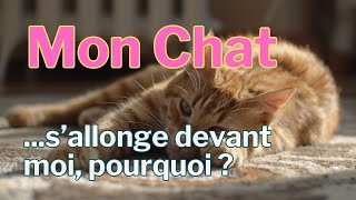 🐾 Pourquoi Mon Chat S'Allonge Devant Moi ? Comprendre votre petit félin 🐱 💤