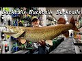 Musky fishing bucktails