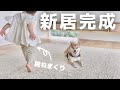 【完成】新居に愛犬と娘をはじめて連れて行ってみた