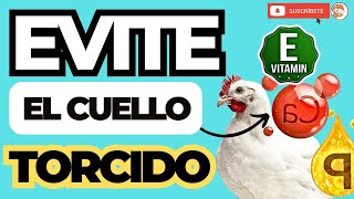 😎 COMO CURAR a un POLLO con el CUELLO TORCIDO 🎉 by Animal Production Consultoría y Comercialización 3,927 views 2 months ago 8 minutes, 2 seconds