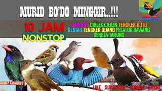 Awas Jadi Pinter Masteran Kicau Burung10 Jam Nonstop Tengkek Jenggot Burger Ciblek Kenari Gacor