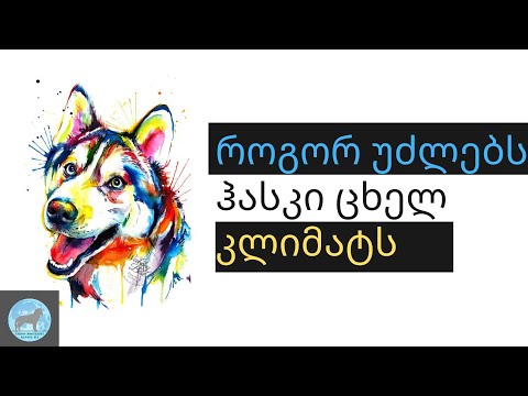 როგორ უძლებს ჰასკი ცხელ კლიმატს?#indigomoonlight#ჰასკი როგორ უძლებს სიცხეს